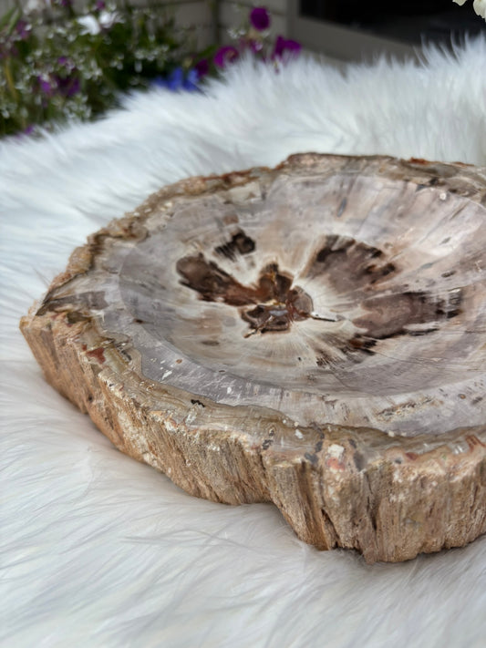Petrified Wood Bowl  - Madagascar