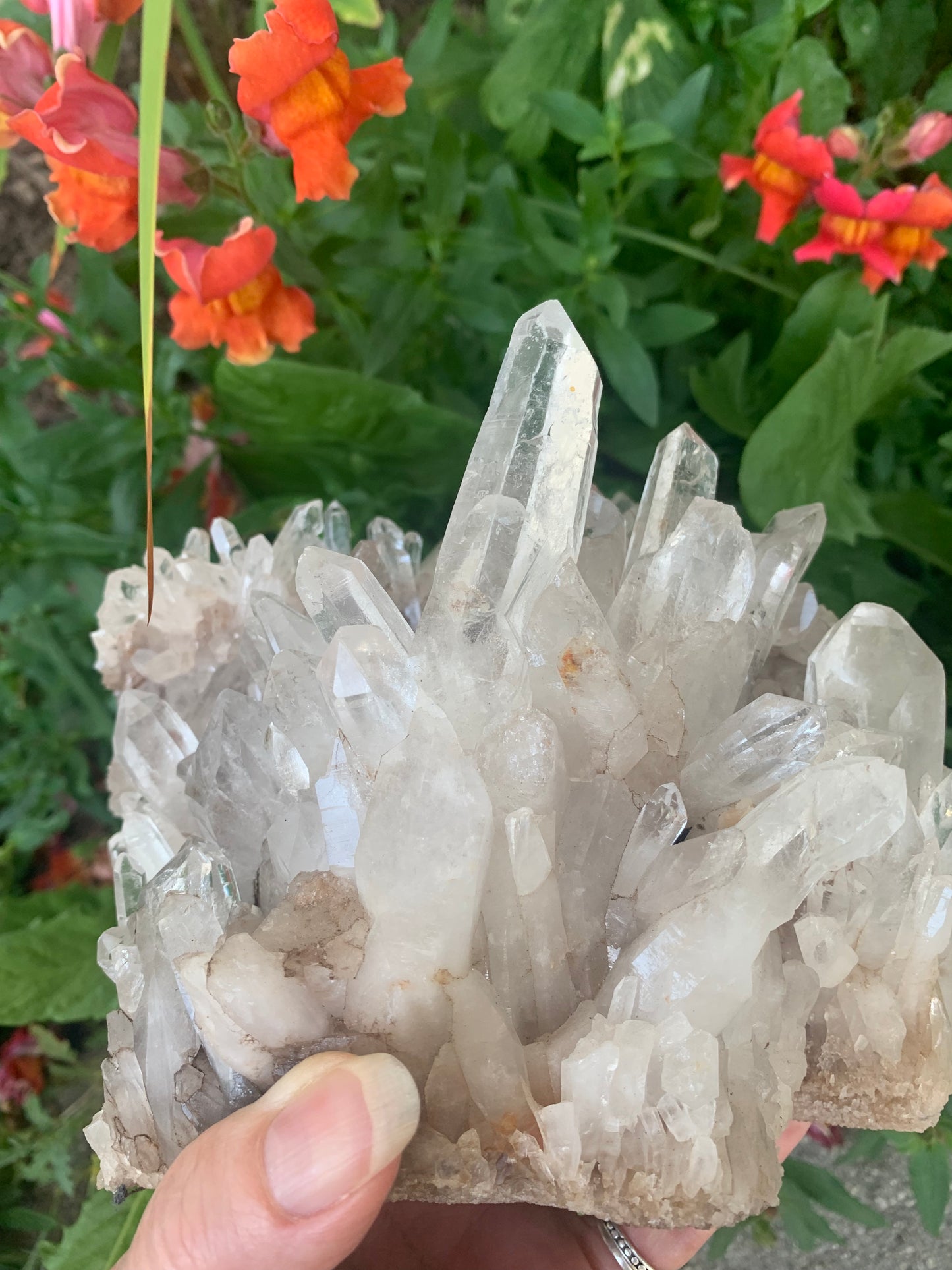 Lemurian Quartz Cluster