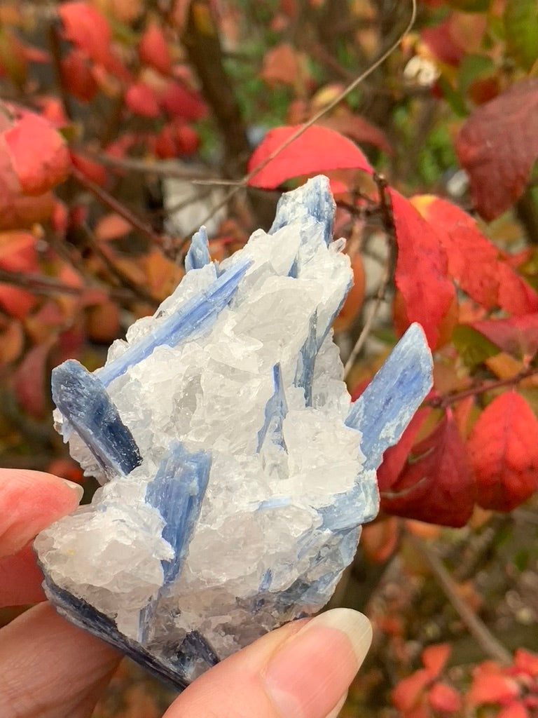 Blue  Kyanite with Quartz natural - Brazil