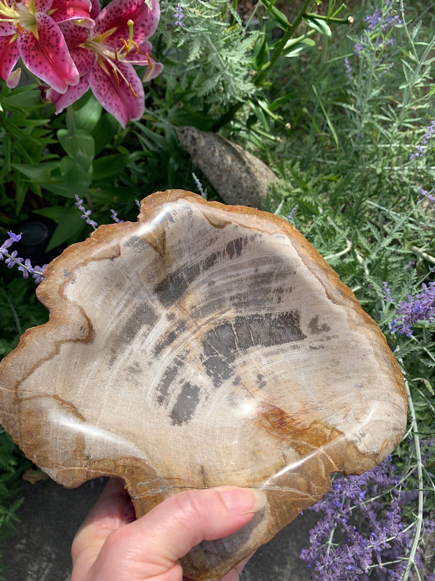 Fossilized Palm Root Bowl