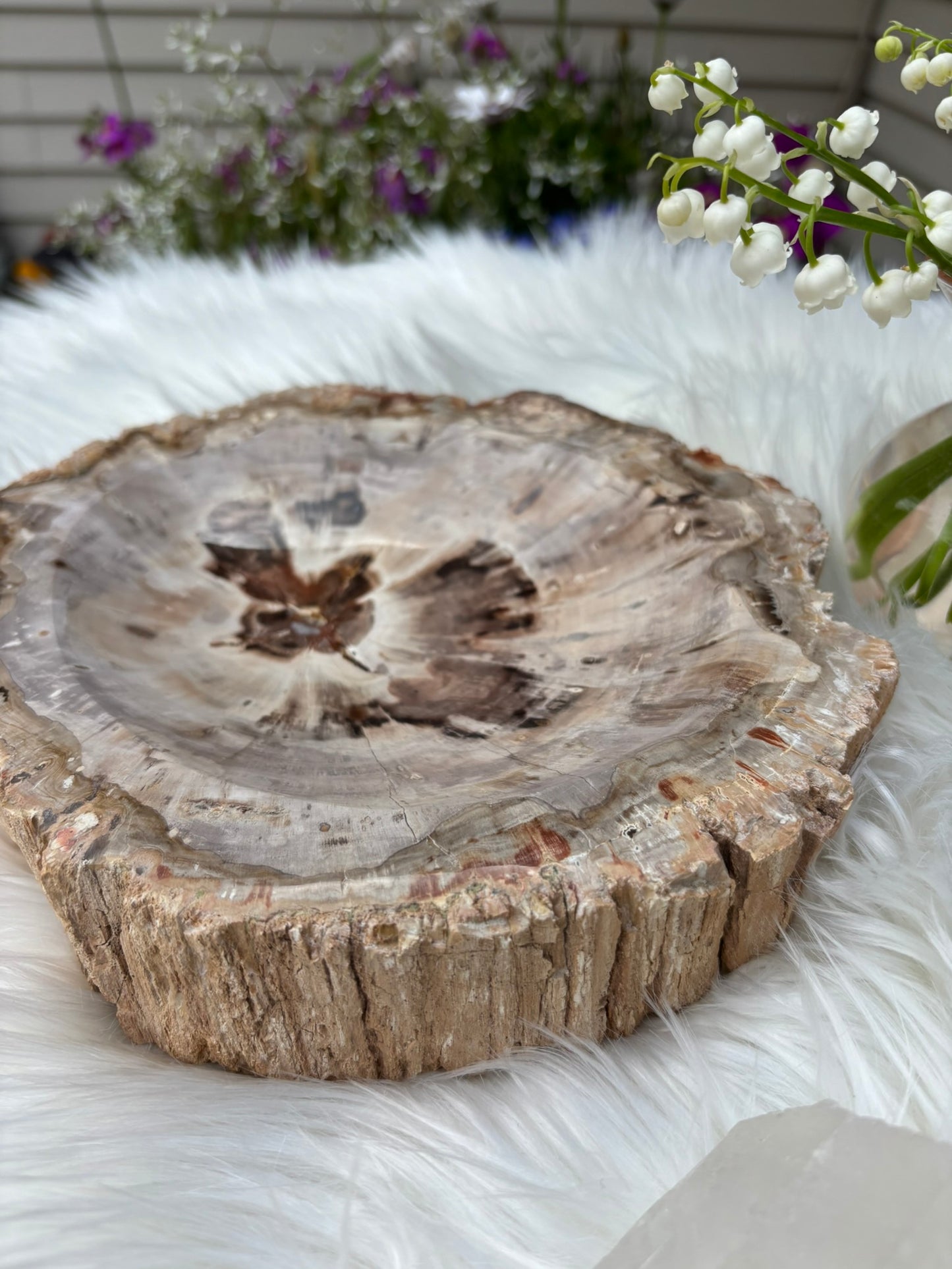 Petrified Wood Bowl  - Madagascar