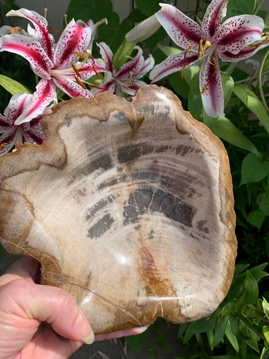 Fossilized Palm Root Bowl