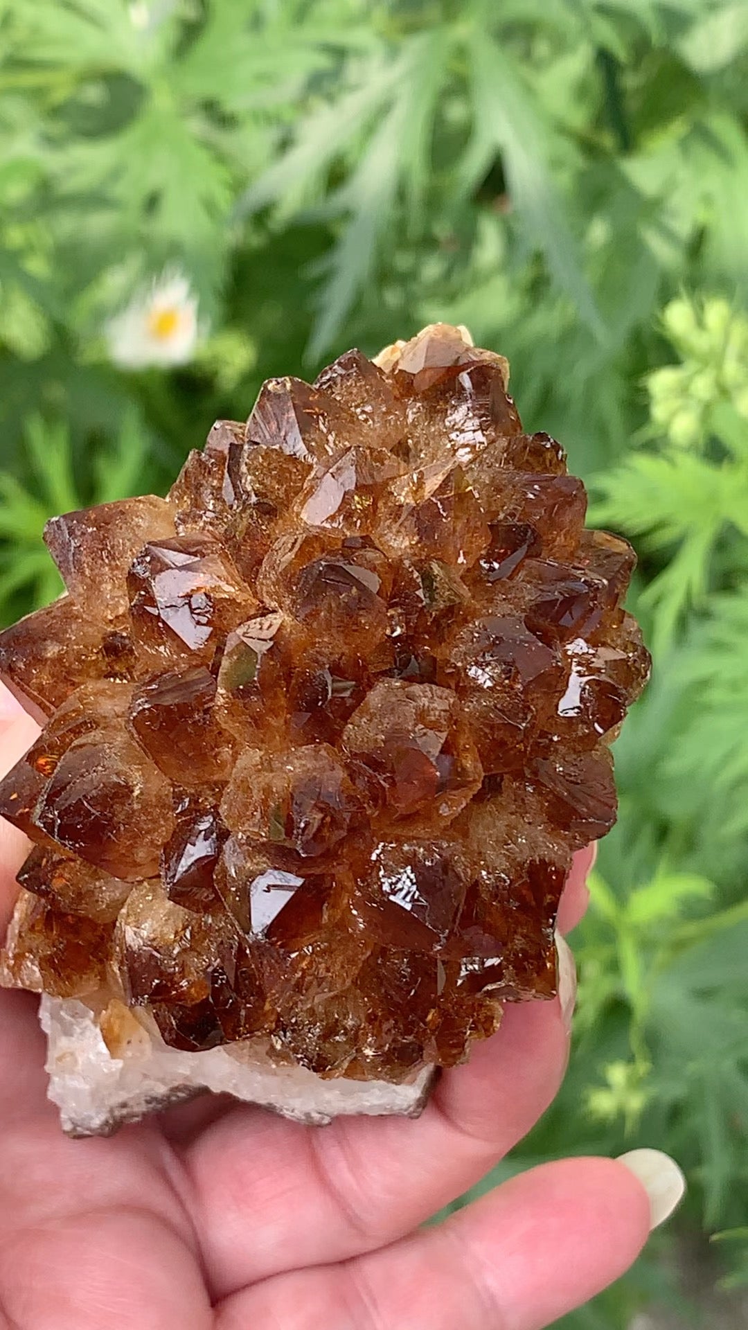 Pine Citrine Cluster - Brazil