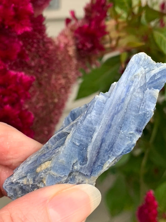 Blue Kyanite with Quartz and Garnet Inclusions natural - Brazil