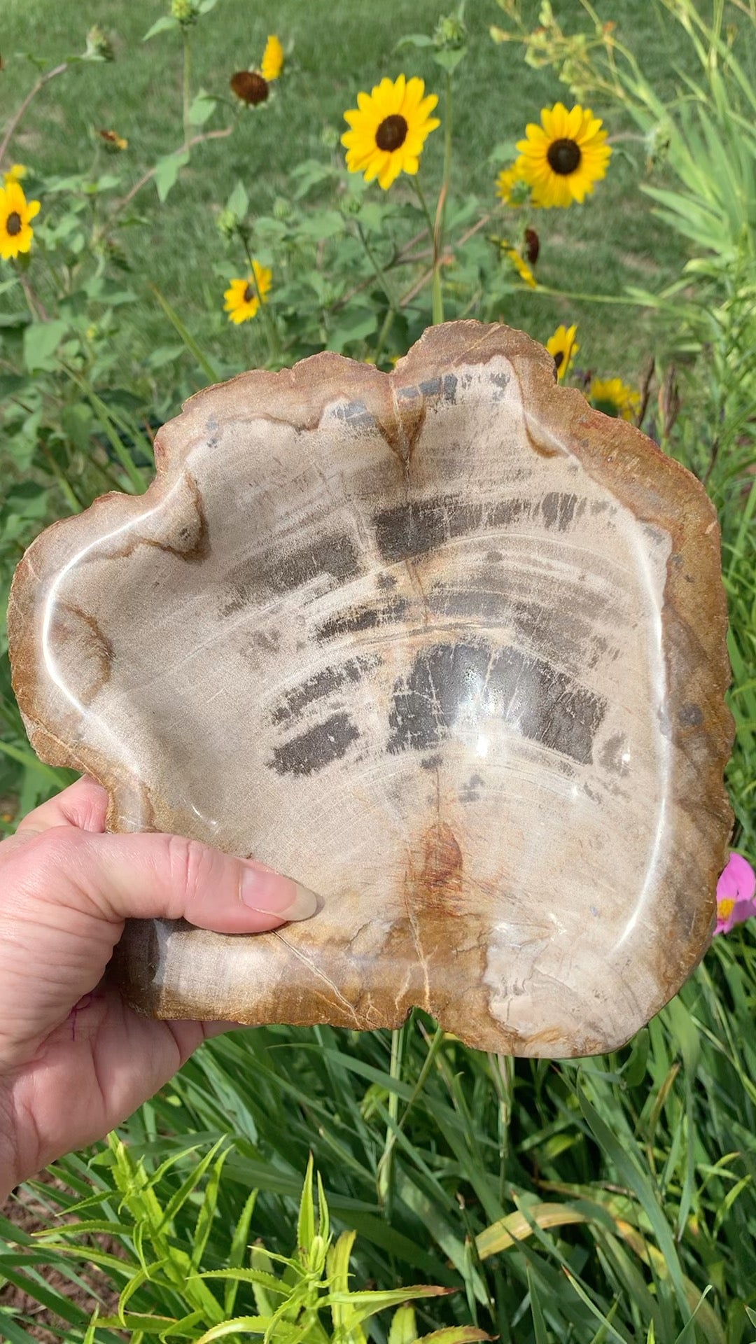 Fossilized Palm Root Bowl