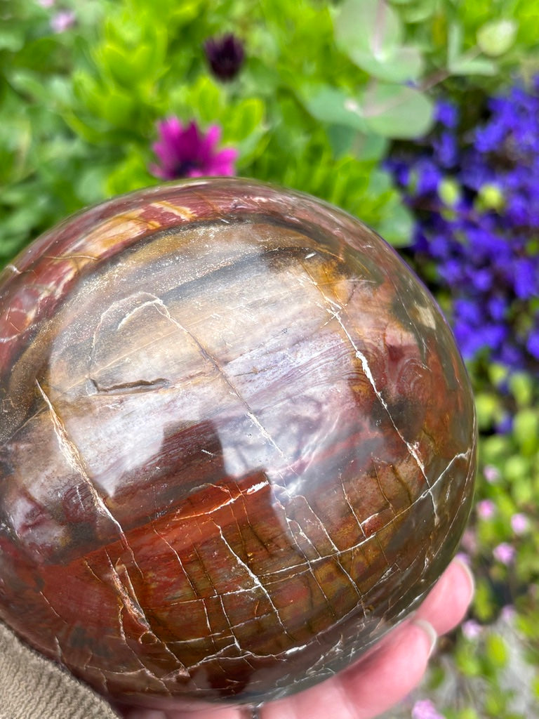 Petrified Wood Sphere - Madagascar