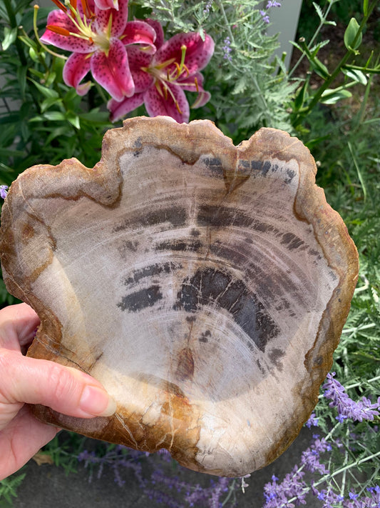 Fossilized Palm Root Bowl