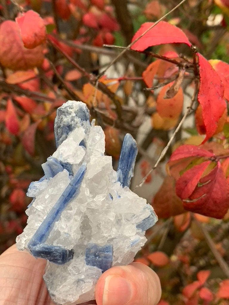 Blue  Kyanite with Quartz natural - Brazil