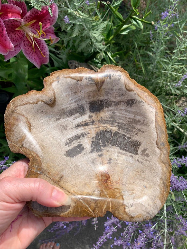 Fossilized Palm Root Bowl