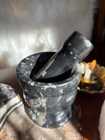 Orthoceras | Mortar and Pestle