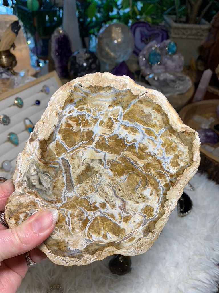 Petrified Wood charging plate - Madagascar