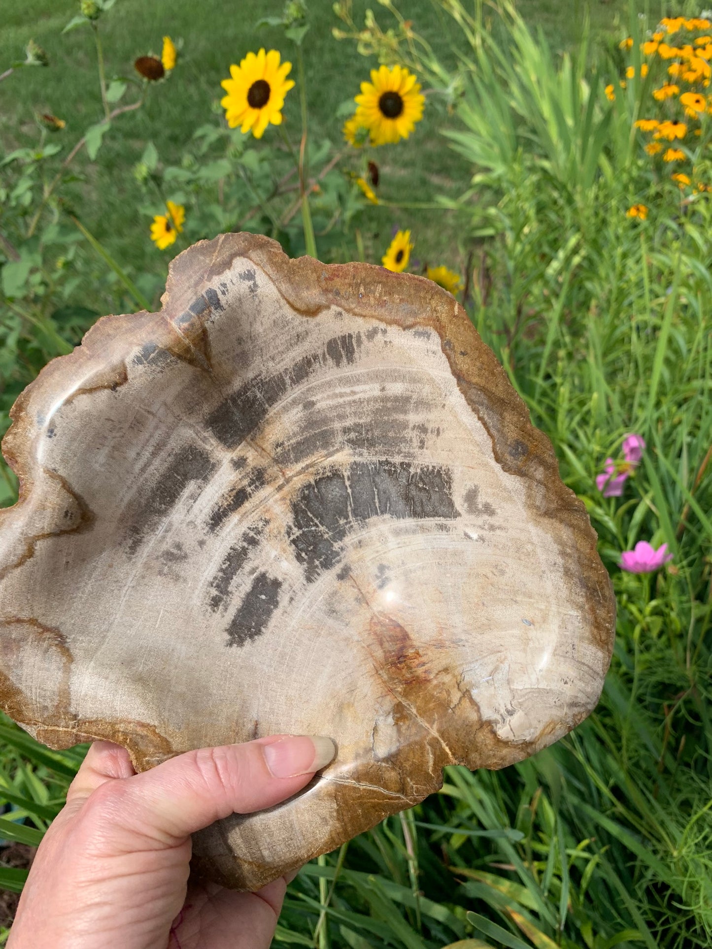 Fossilized Palm Root Bowl