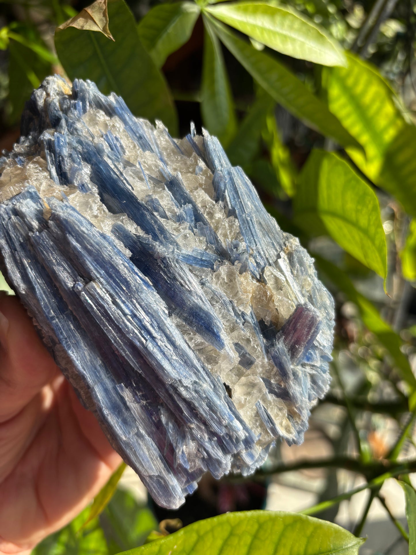 Blue Kyanite with Quartz - Brazil