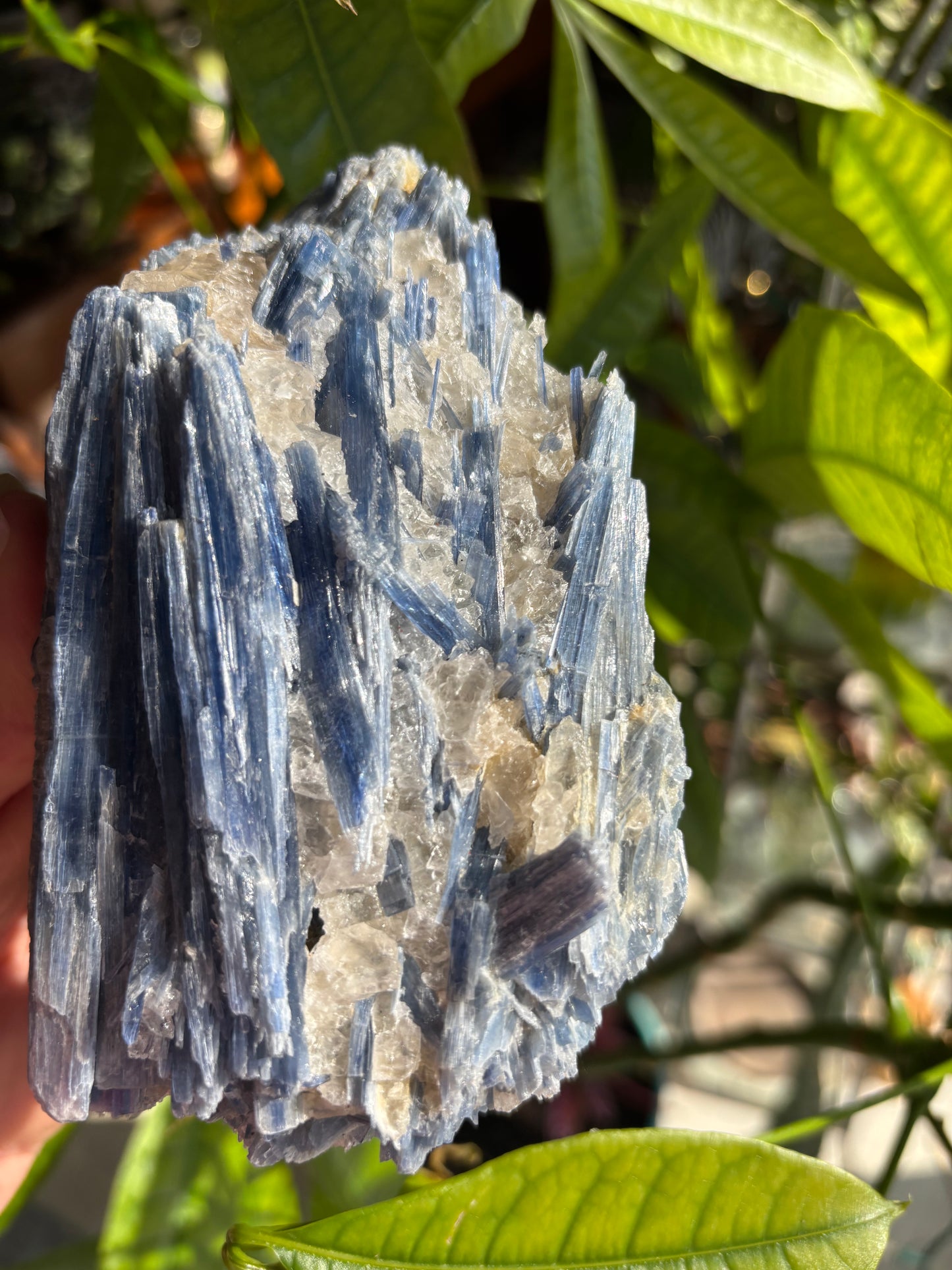 Blue Kyanite with Quartz - Brazil